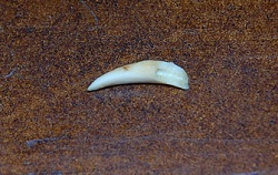 objet retrouvé dans la glace qui ressemble à une dent d'un petit mammifère