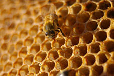 abeille sur les rayons d'une ruche