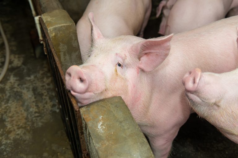 cochon à l'abattoir