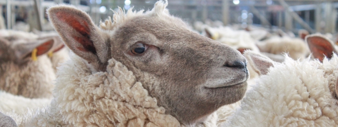 moutons à l'abattoir