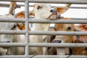 vaches à l'abattoir