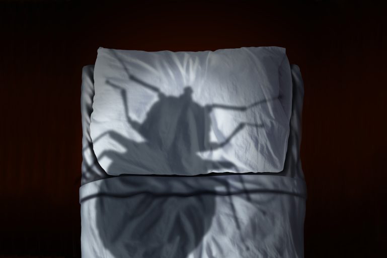 ombre d'une punaise de lit sur un oreiller