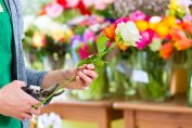 Un fleuriste coupe la tige d'une rose