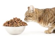 un chat devant ses croquettes