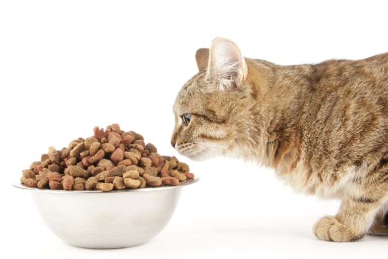 un chat devant ses croquettes