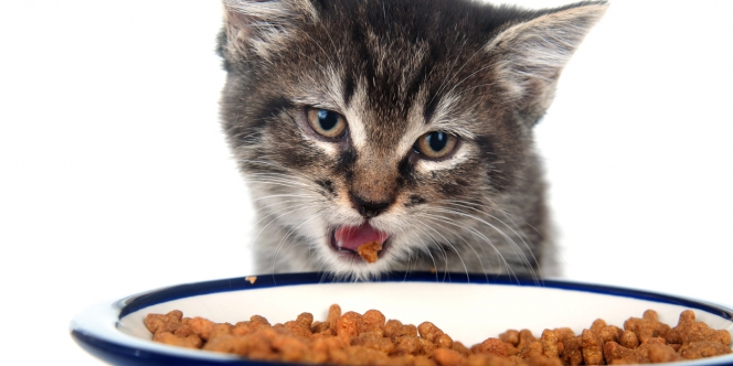 Un chat mange ses croquettes 