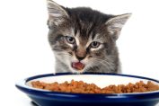 Un chat mange ses croquettes
