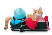 Chat dans une valise