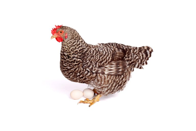 une poule et des œufs