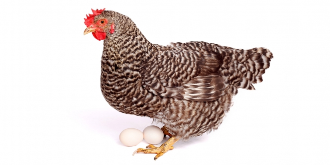 une poule et des œufs