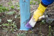 application de bouillie bordelaise au pied d'un arbre