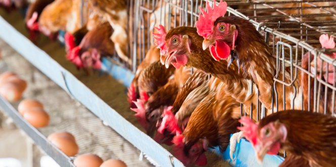 élevage de poules en batterie