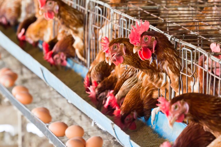élevage de poules en batterie