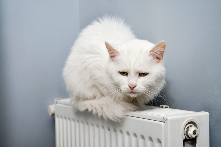 chat frileux sur un radiateur