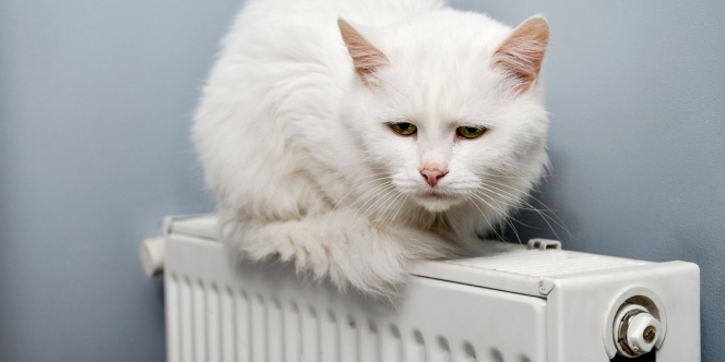 chat frileux sur un radiateur