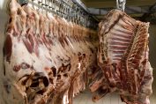 Carcasses de boeuf pendues