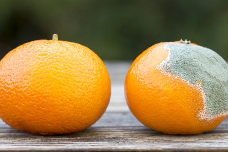 Deux clémentines dont une moisie