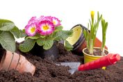 fleurs en rempotage avec terreau