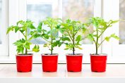 Quatre plants de tomates alignés