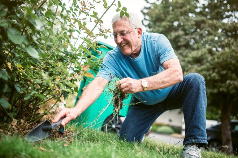 Une homme retire les mauvaises herbes au pied d'un buisson