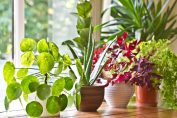 plusieurs plantes en pot sont posées devant une fenêtre