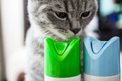 un chat et deux pulvérisateurs