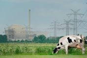 vache laitière paissant au pied d’une usine