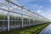 Une serre de tomates