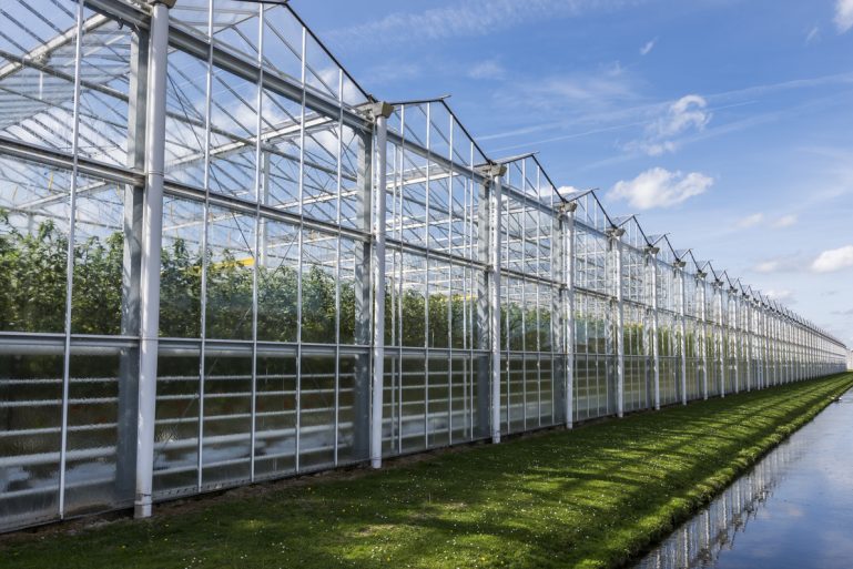Une serre de tomates