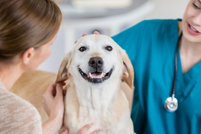 Un chien pris en charge par une vétérinaire