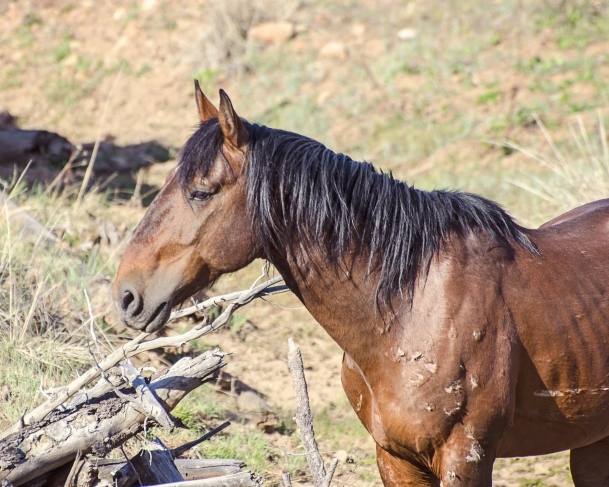 Un cheval dans un pré avec des arbres morts