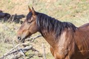 Un cheval dans un pré avec des arbres morts