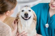 Un chien pris en charge par une vétérinaire
