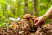 Cueillette de champignons dans les bois