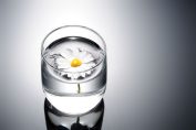 une fleur dans un verre d’eau ou d’alcool blanc