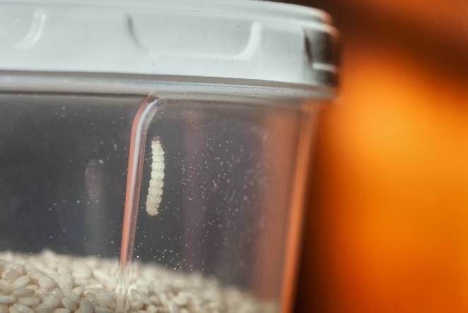 Une larve de mite dans un récipient contenant du riz