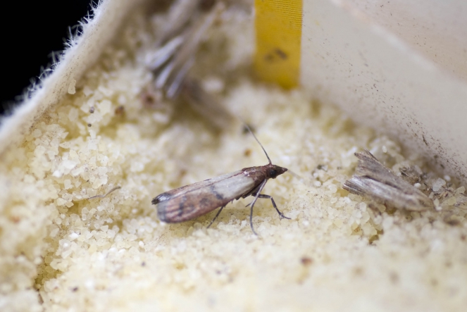 Des mites sous forme de papillons dans des cristaux de sucre