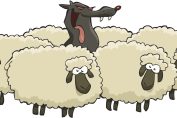 Un loup affamé au milieu des moutons