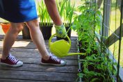 une femme arrose des plants de tomate