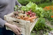 une personne porte une cagette de légumes