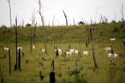 en Amazonie, bovins broutant dans une zone de déforestation récente