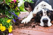 Un chien avec un air coupable après avoir déterré des fleurs