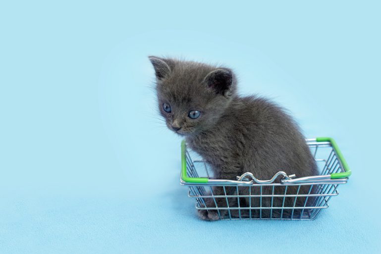 un chaton dans un panier de supermarché
