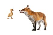 renard et caneton