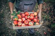 Un homme tient un cageot de pommes