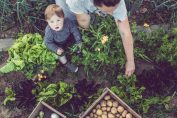 cultiver salades et pommes de terre dans un potager