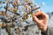 gel sur un arbre fruitier dans un verger