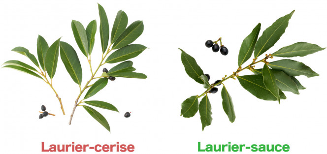 le laurier-cerise à gauche, le laurier-sauce à droite