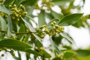 feuilles et fruits de laurier-sauce