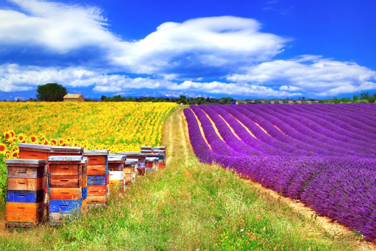 ruches avec champs de tournesol et lavande